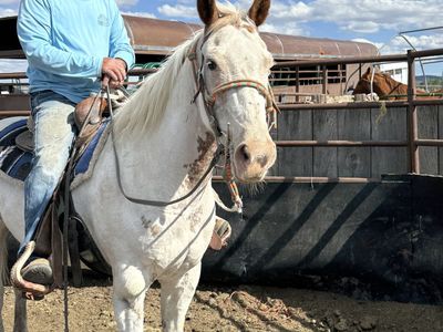 9 YR OLD PAINT MARE