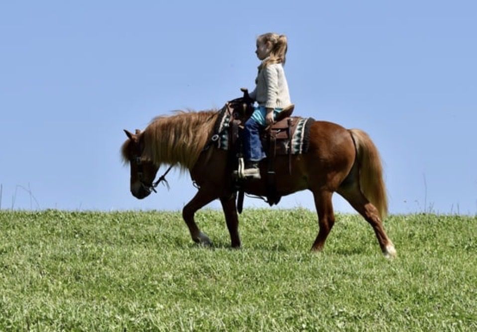 Kids pony for sale