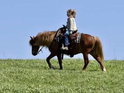 Kids pony for sale