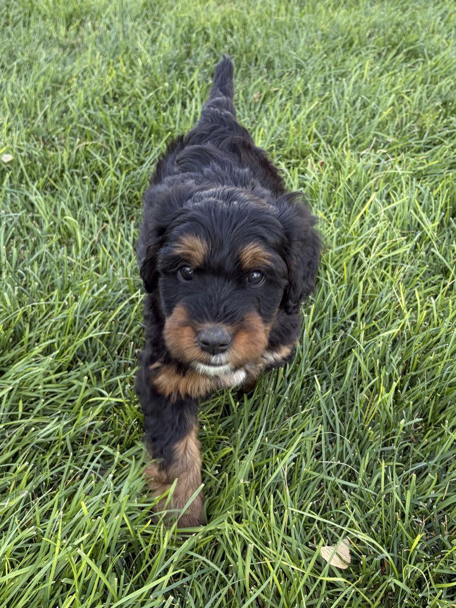 Phantom Bernedoodle Female