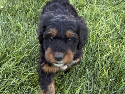 Phantom Bernedoodle Female