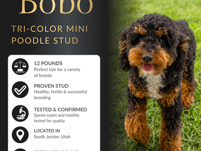 Tri-Color Mini Poodle Stud Service | Expert Service | Healthy, Beautiful Puppies