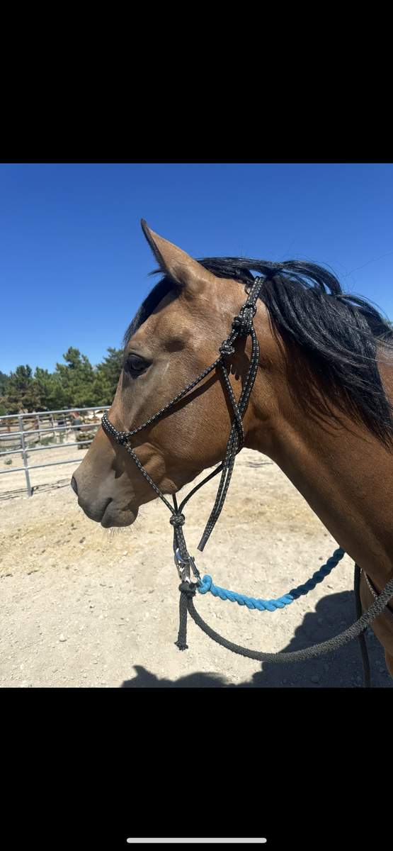 3 year old filly grade