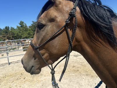 3 year old filly grade