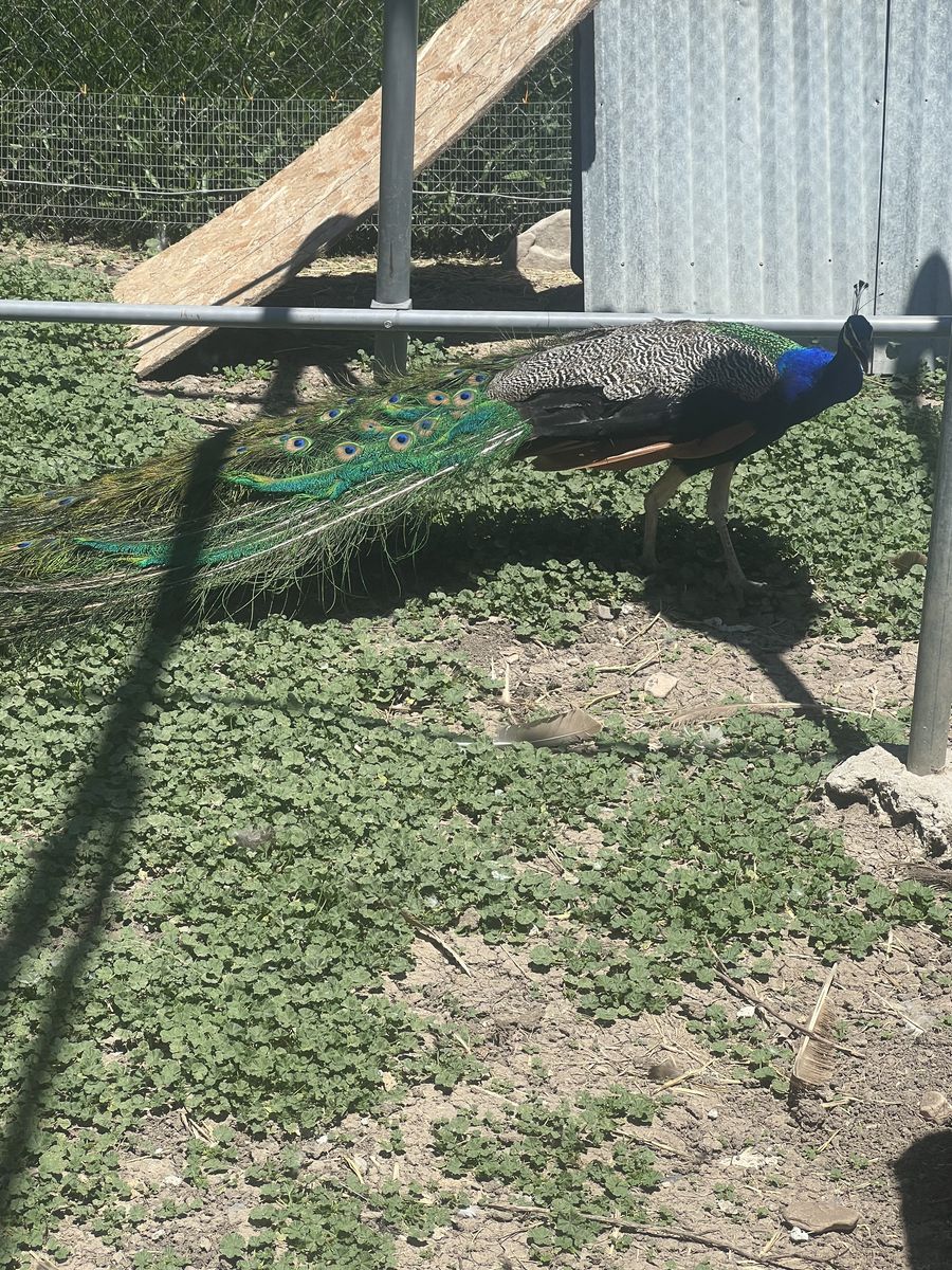 Indian blue peacock