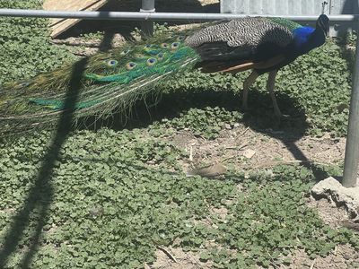 Indian blue peacock