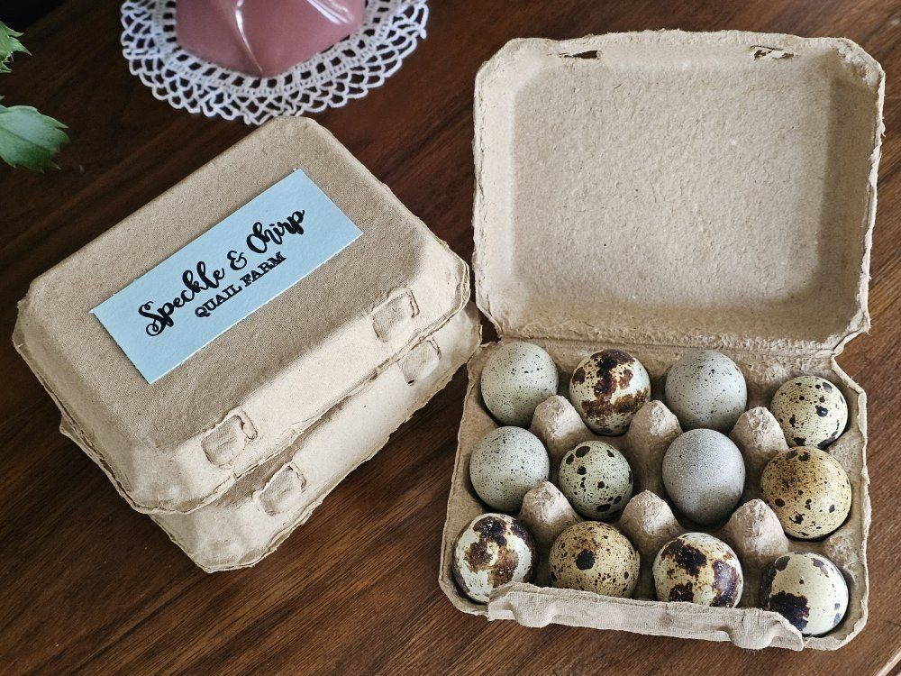 quail eggs for hatching or eating