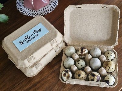 quail eggs for hatching or eating