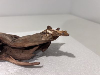 Lily White Crested Gecko