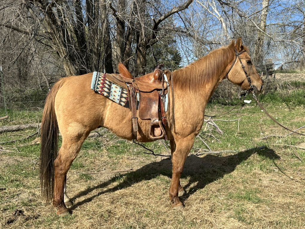 Quarter Horse Gelding