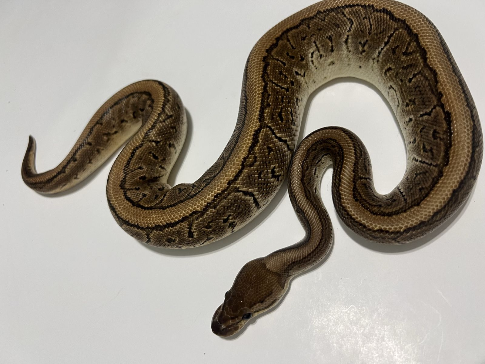 Live Ball Python - Pinstripe Morph Pet Snake #27
