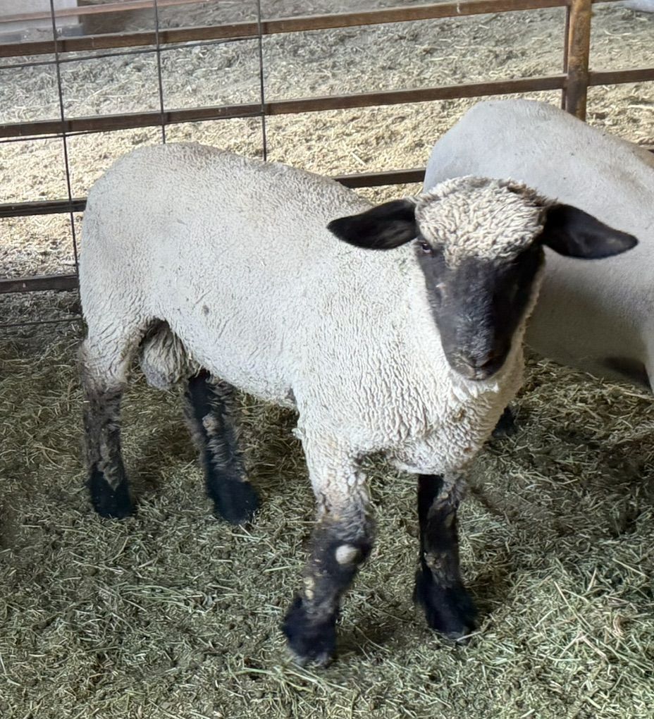 Ram Lamb