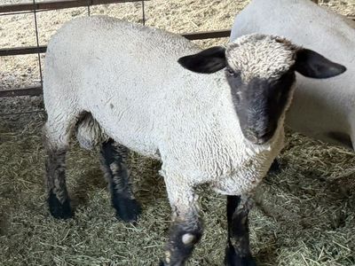 Ram Lamb