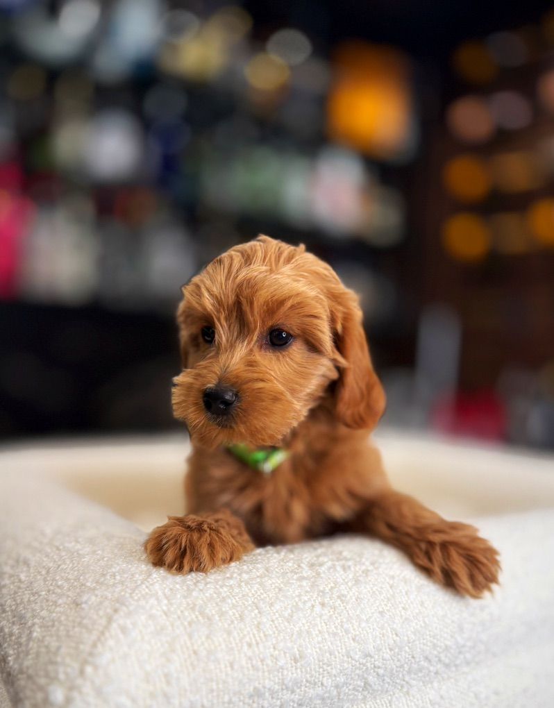 Darling Mini Goldendoodles Kennel Trained Puppies