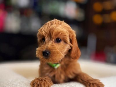 Darling Mini Goldendoodles Kennel Trained Puppies