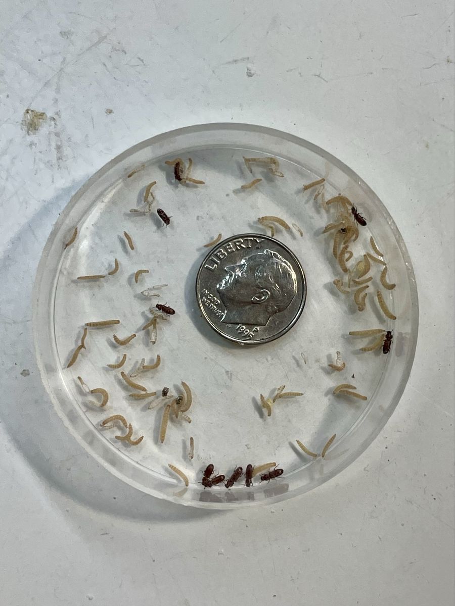 Feeder Insects