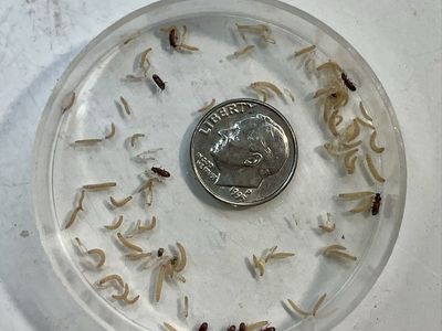 Feeder Insects
