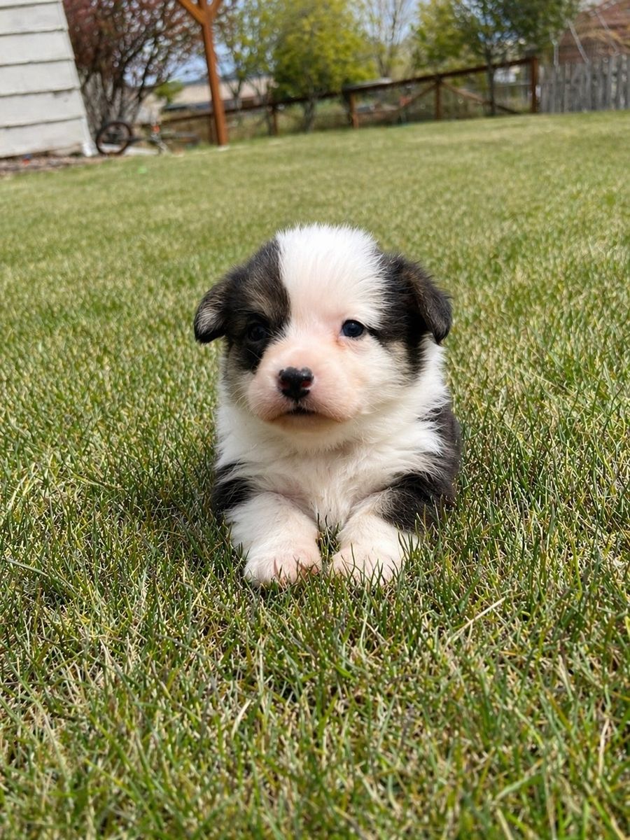 AKC Pembroke Welsh Corgik