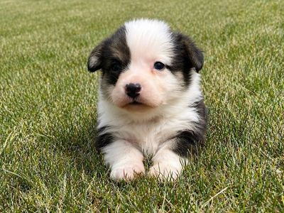 AKC Pembroke Welsh Corgik