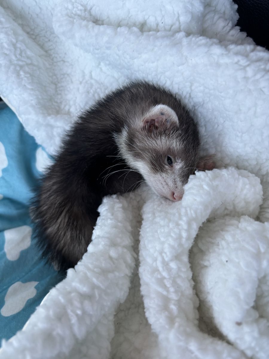 Sasuke 5 month old ferret looking for the perfect home!