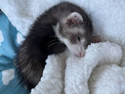 Sasuke 5 month old ferret looking for the perfect home!