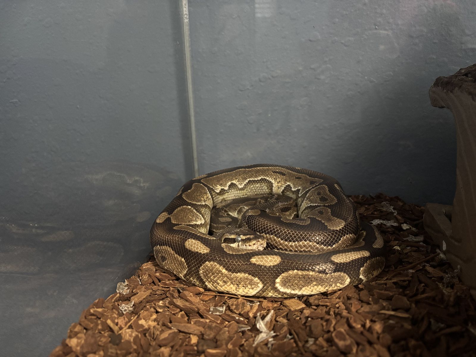 Cinnamon ball python