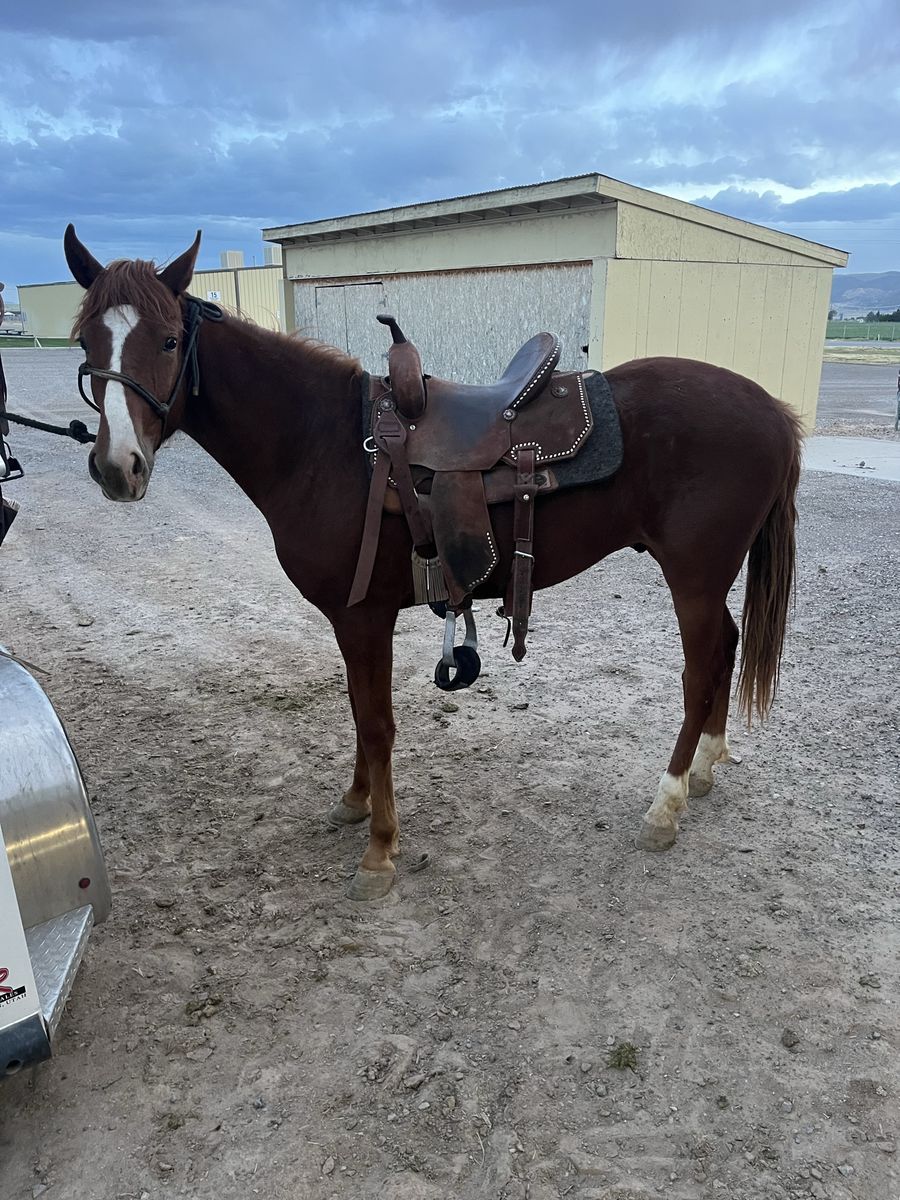 Green broke gelding