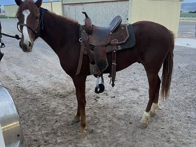 Green broke gelding