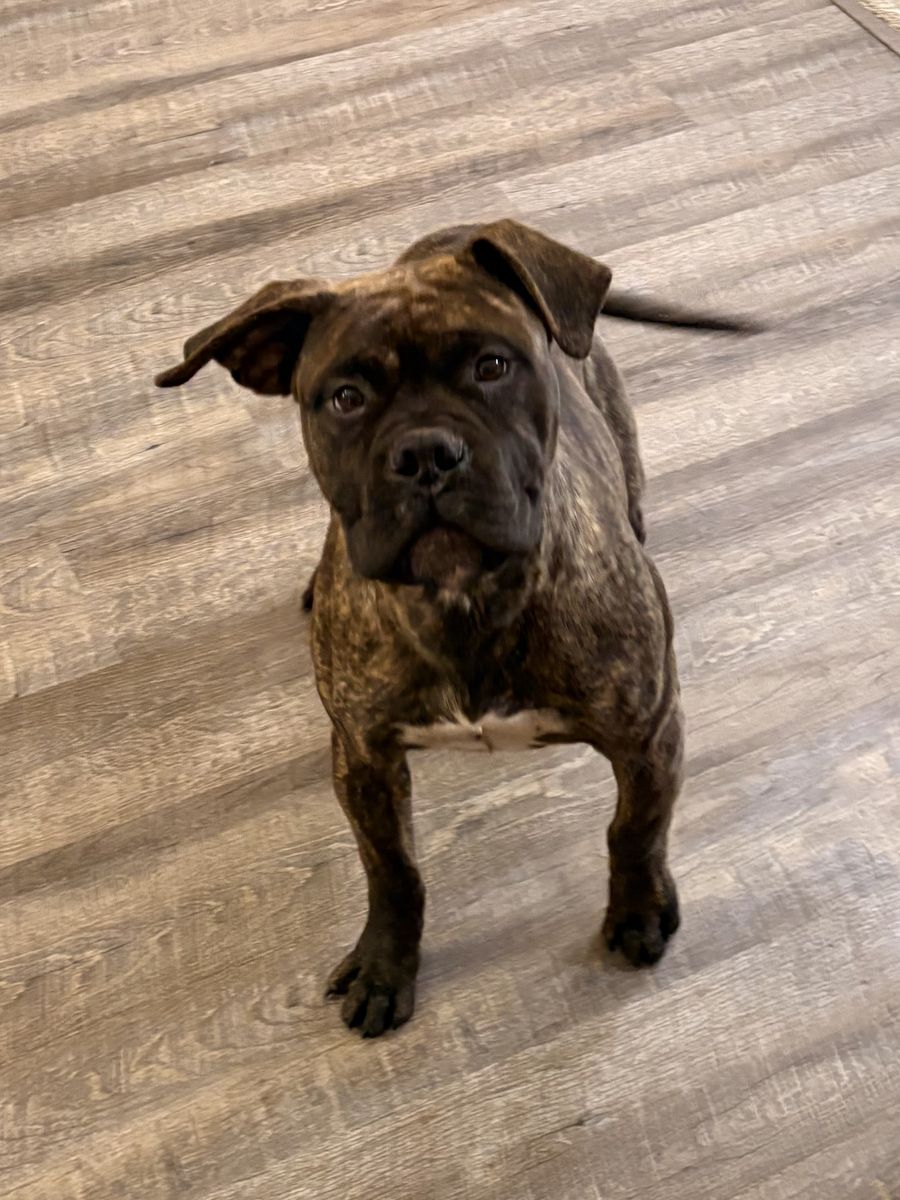 Bullmastiff: 7 Month Old Female