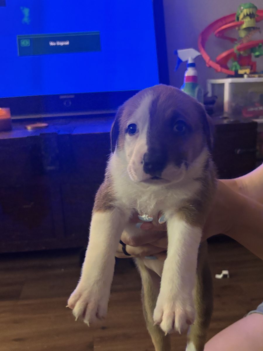 Puppies