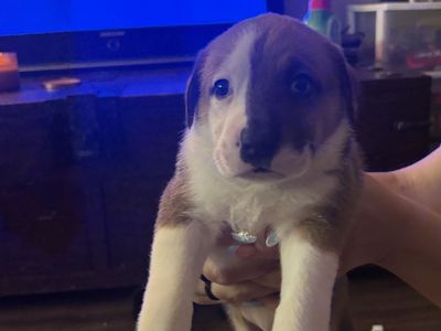 Puppies