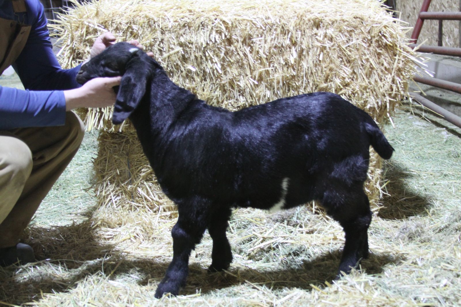 Dapple Boer Buck/Wether