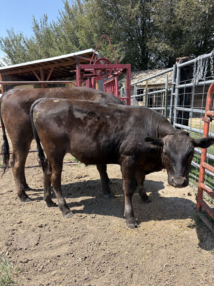 100% Wagyu steers