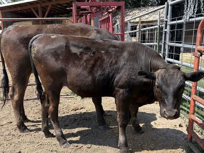 100% Wagyu steers