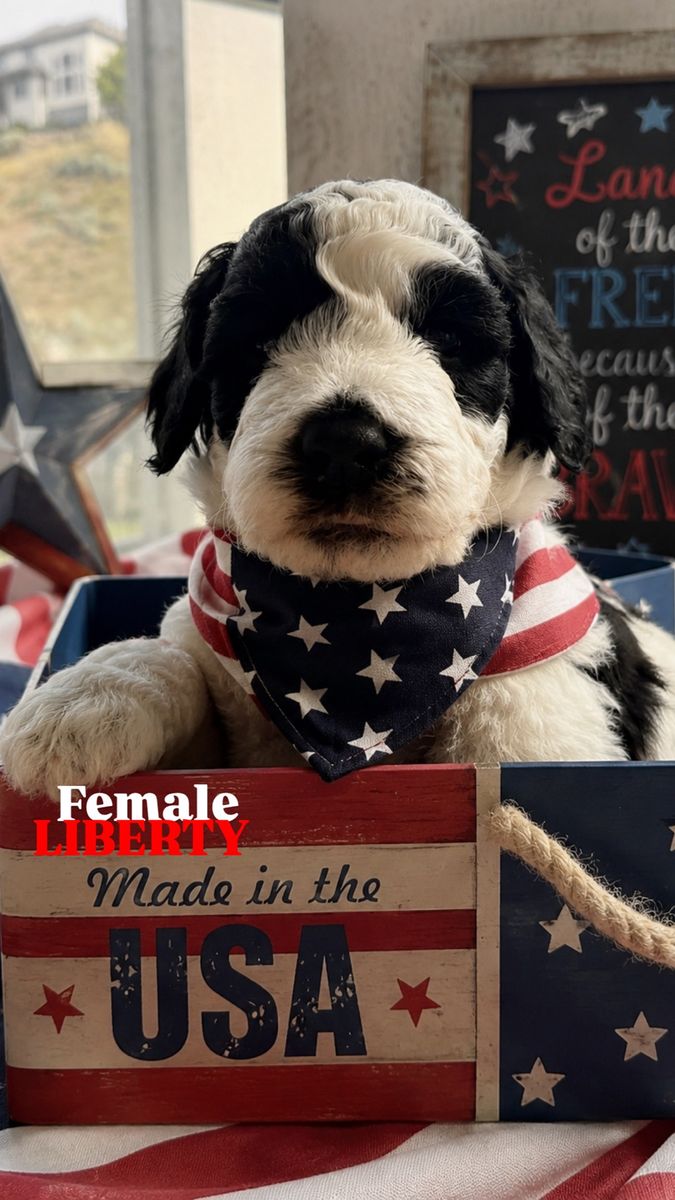 F1BB GOLDENDOODLE PUPPIES – READY JULY 4TH!