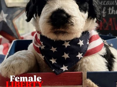 F1BB GOLDENDOODLE PUPPIES – READY JULY 4TH!