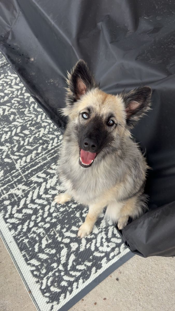 10 month old mixed dog