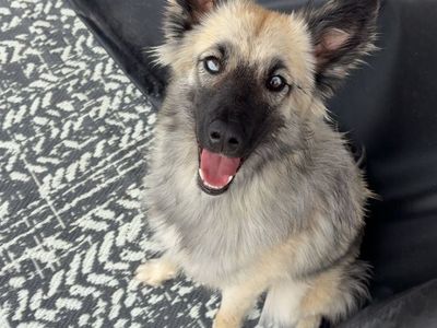 10 month old mixed dog