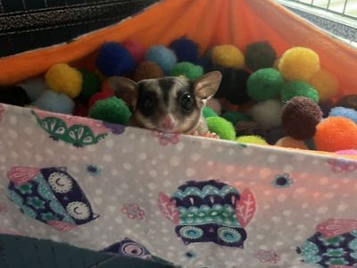 Sugar glider and exotics safehaven and rescue