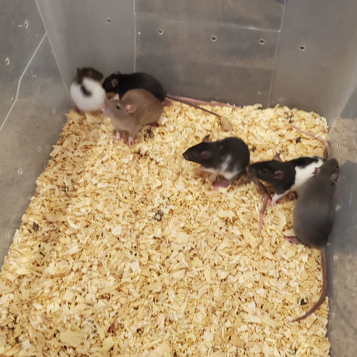 Feeder rats