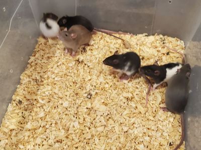 Feeder rats