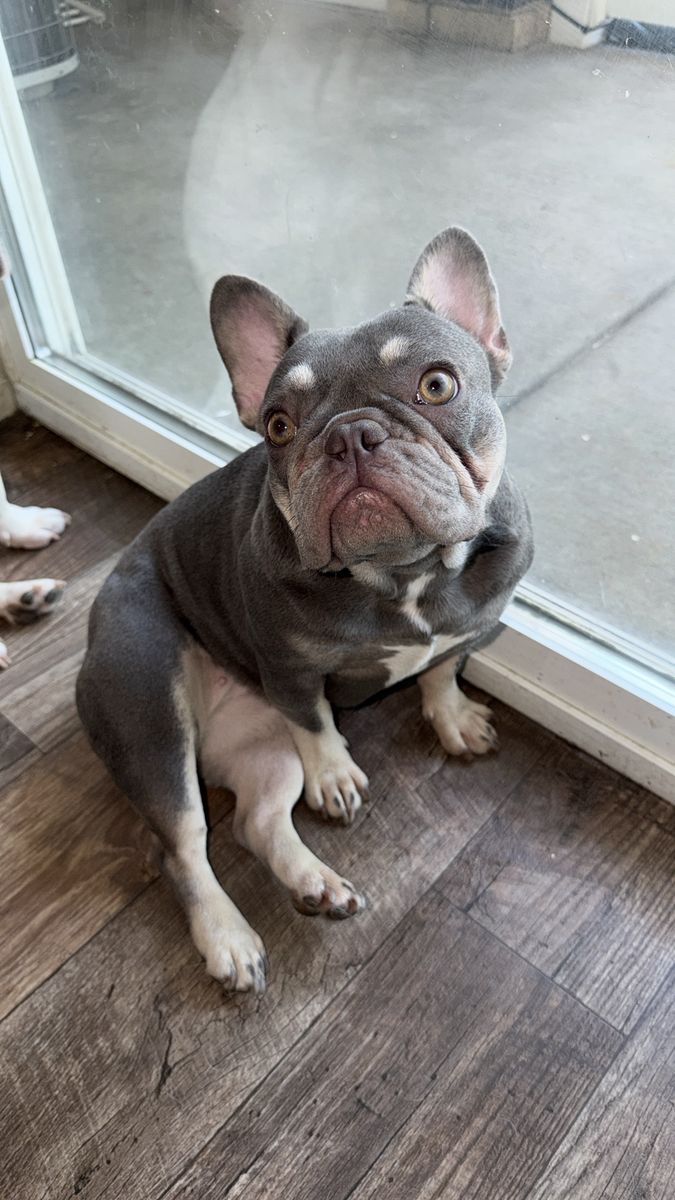 Lilac and Tan AKC French Bulldog