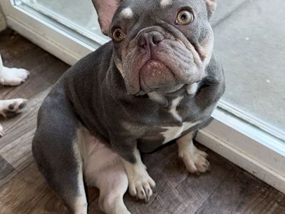 Lilac and Tan AKC French Bulldog