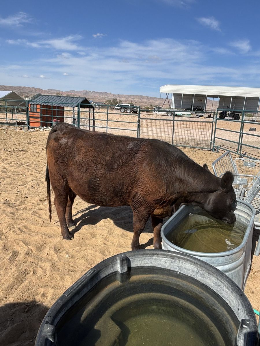 Bred black angus heifer