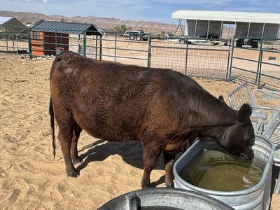 Bred black angus heifer