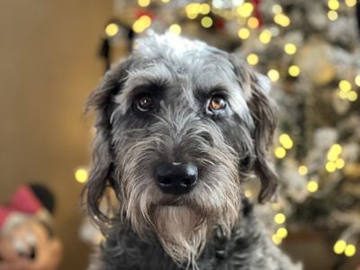 Weimeraner/ Goldendoodle