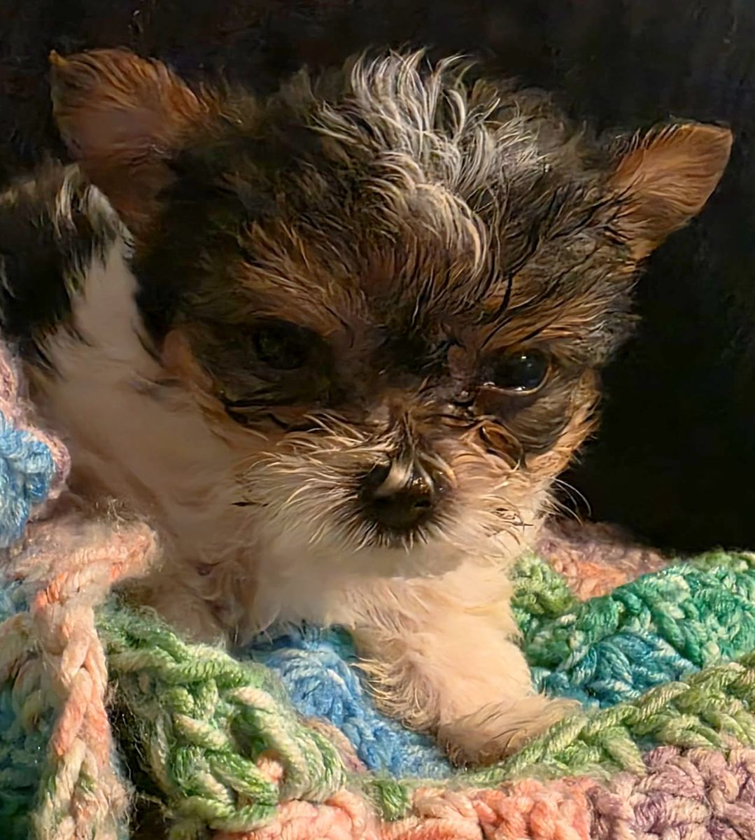 A true tiny little yorkie man! *Discounted