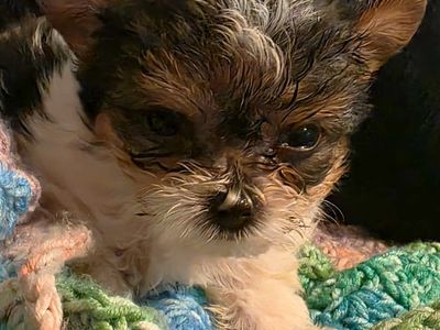 A true tiny little yorkie man! *Discounted