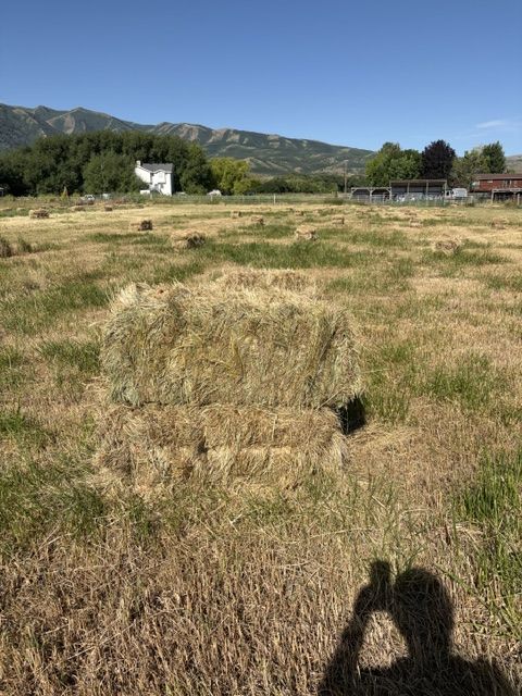 Grass hay in the field $6.00 each
