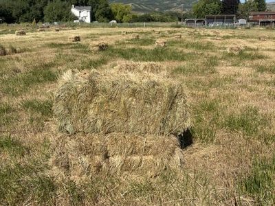 Grass hay in the field $6.00 each